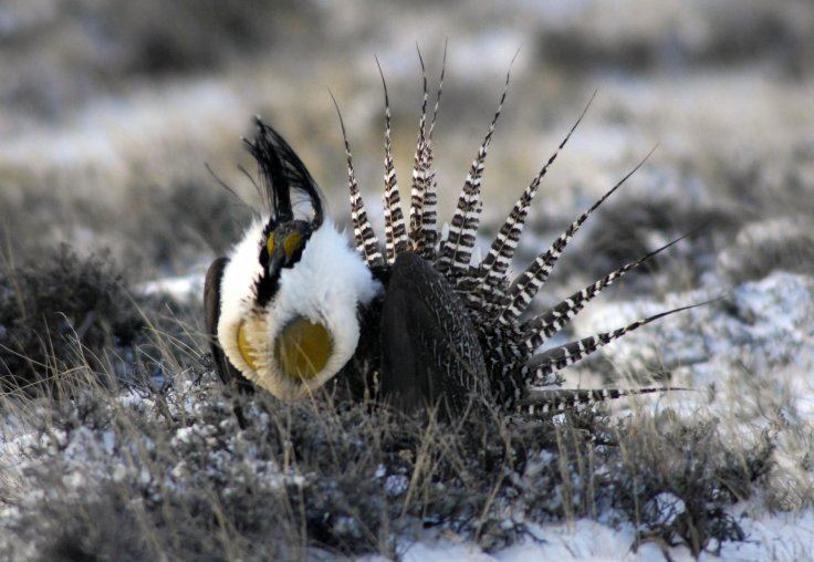 Gunnison grouse In Gunnison A Belief The Sage Grouse Can Be Preserved Without
