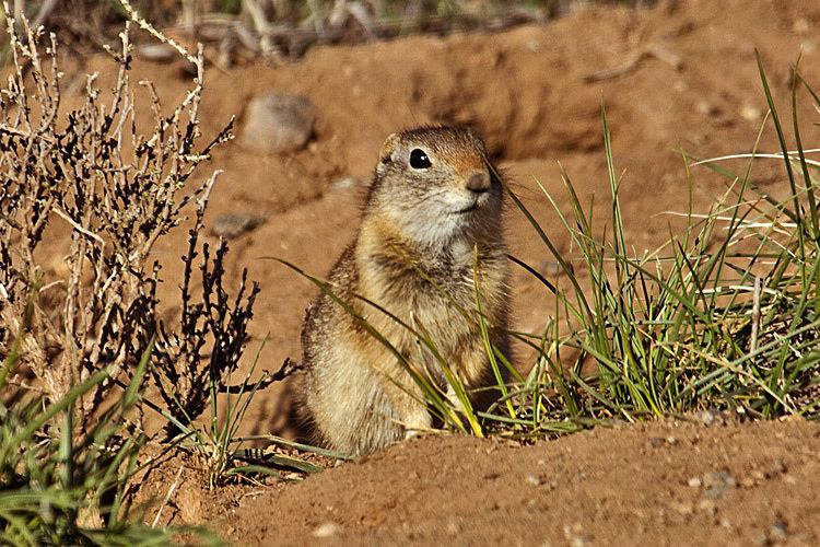 Gunnison's prairie dog The Gunnison39s Prairie Dog Does Not Require the Protections of the