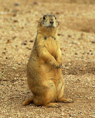 Gunnison's prairie dog Gunnison39s Prairie Dog Cynomys gunnisoni iNaturalistorg