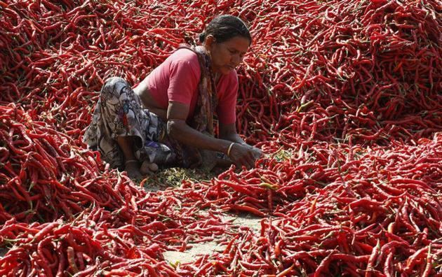 Guntur chilli Red chilli prices scale new highs at Guntur on crop failure