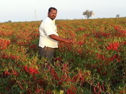 Guntur Sannam Dried Red Chillies Container Loading Red Chillies Exporter from