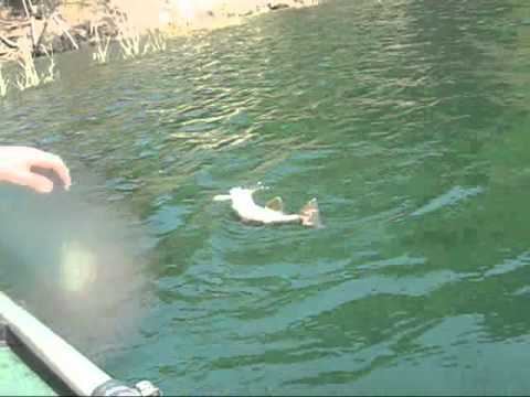 Gura Apelor Dam Pescuit in Retezat la barajul Gura Apei YouTube
