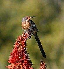 Gurney's sugarbird httpsuploadwikimediaorgwikipediacommonsthu