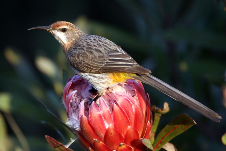 Gurney's sugarbird Gurney39s Sugarbird Bird amp Wildlife Photography by Richard and