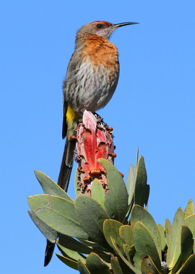 Gurney's sugarbird FileGurney39s Sugarbird Promerops gurneyi at Marakele National Park