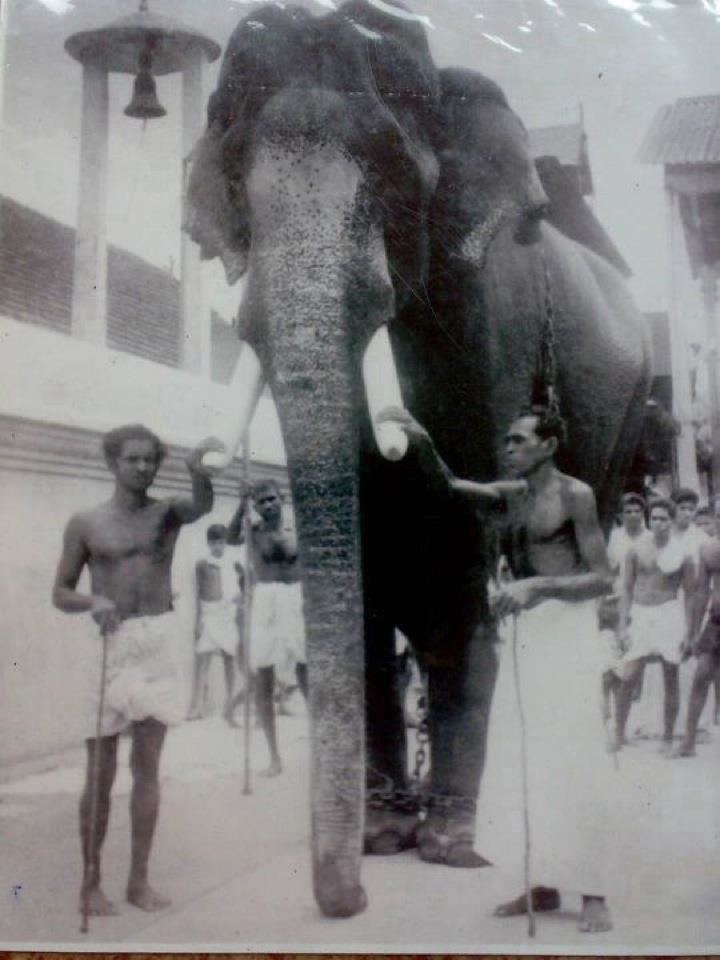 Guruvayur Keshavan KING OF ELEPHANTS THE GREAT GURUVAYOOR KESHAVAN Free Lve Fun