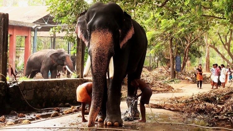 Guruvayur Keshavan Guruvayoor Valiya Kesavan Elephant YouTube