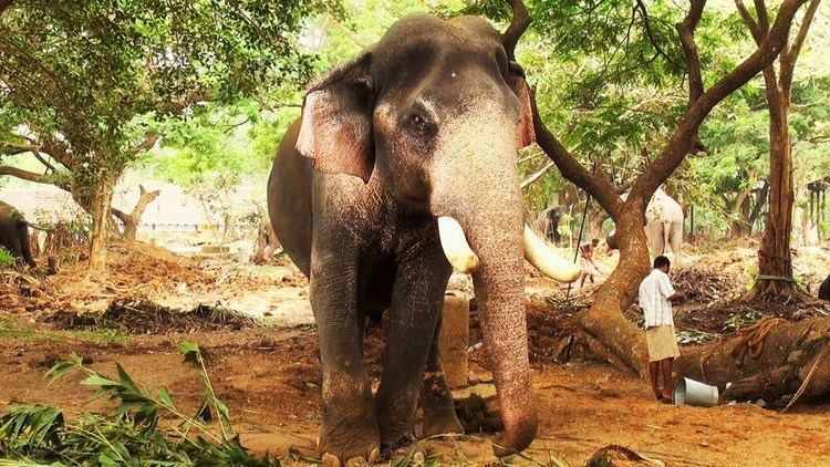 Guruvayur Keshavan Guruvayoor Keshavan Kutty Elephant YouTube