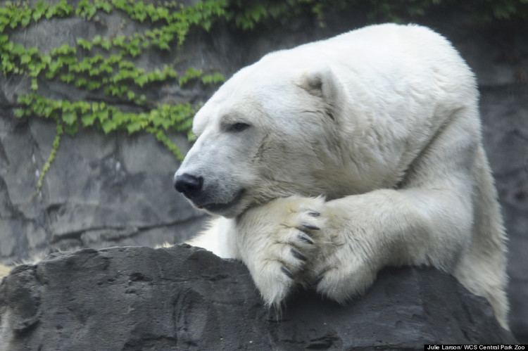 Gus (polar bear) Gus Central Park Zoo39s Polar Bear Has Died The Huffington Post