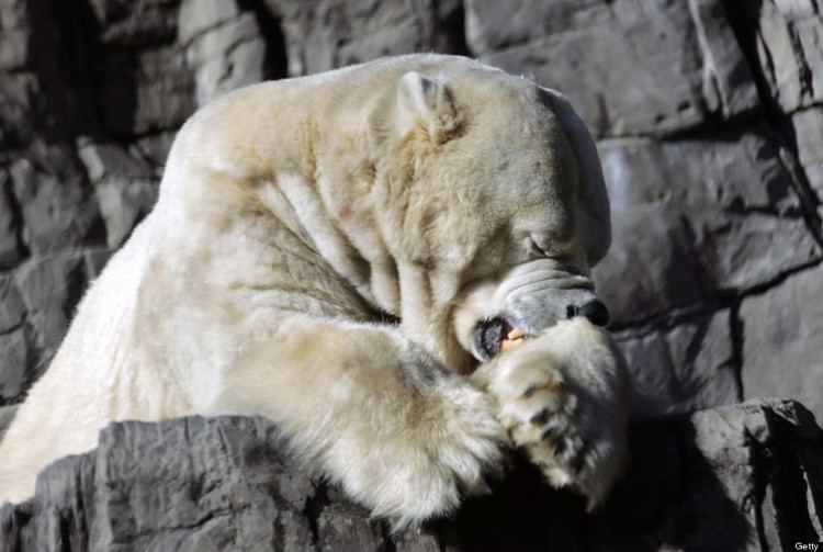 Gus (polar bear) Gus Central Park Zoo39s Polar Bear Has Died The Huffington Post