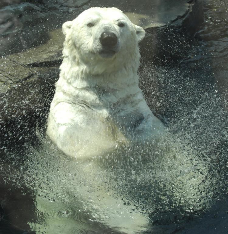 Gus (polar bear) Beloved Central Park Zoo polar bear Gus dies NY Daily News