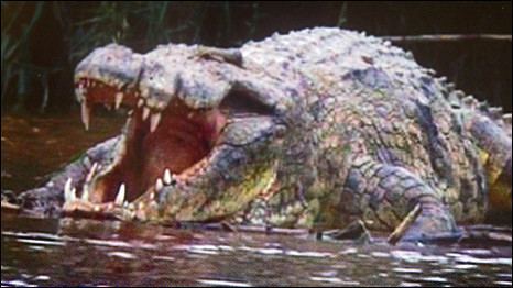 Gustave (crocodile) Gustave Damn Nature You Scary Know Your Meme