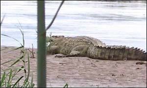 Gustave (crocodile) BBC NEWS Africa Burundi39s not so gentle giant