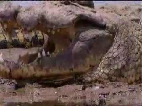 Gustave (crocodile) Gustave The Giant Crocodile of Burundi YouTube