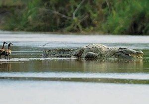 Gustave (crocodile) httpsuploadwikimediaorgwikipediaenthumb6