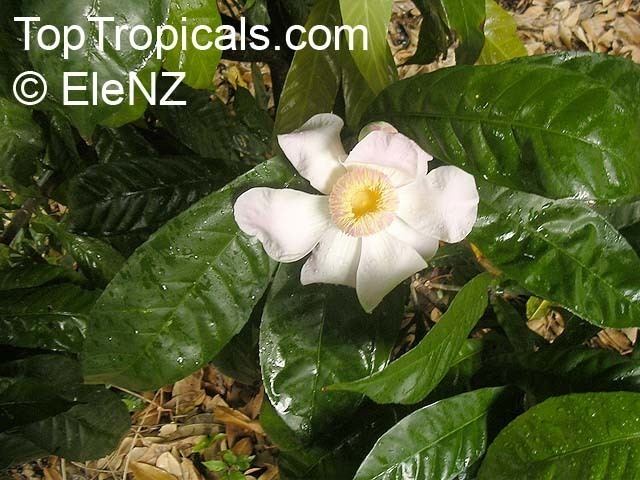Gustavia (plant) httpstoptropicalscompicsgardenm1EleNZgust
