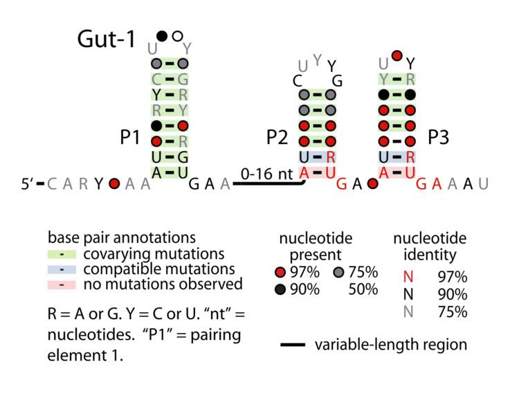 Gut-1 RNA motif