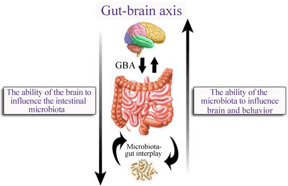 Gut–brain axis httpswwwomicsonlineorgarticlesimages21610