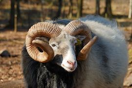 Gute sheep httpsuploadwikimediaorgwikipediacommonsthu