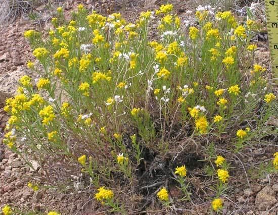 Gutierrezia sarothrae Southwest Colorado Wildflowers Gutierrezia