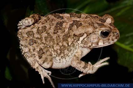 Guttural toad Bufo gutturalis alias Guttural toad Hippocampus Bildarchiv