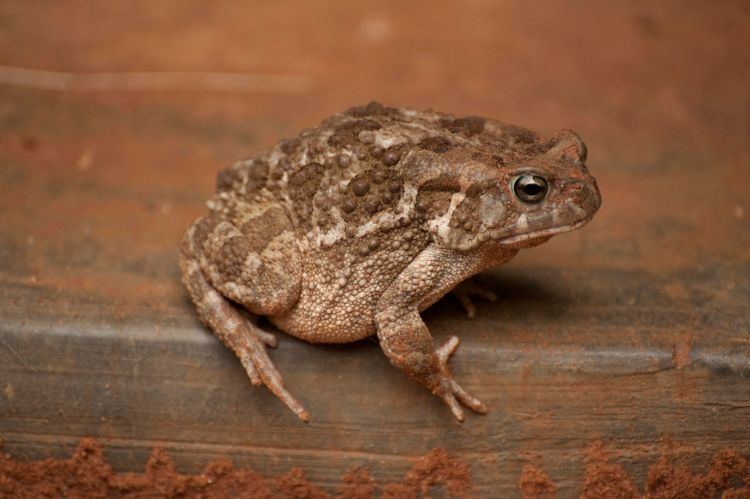 Guttural toad - Alchetron, The Free Social Encyclopedia