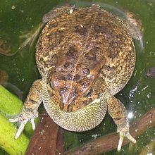 Guttural toad Guttural toad Wikipedia