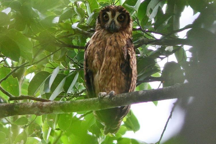 Guy Dutson Photos of Fearful Owl Nesasio solomonensis the Internet Bird