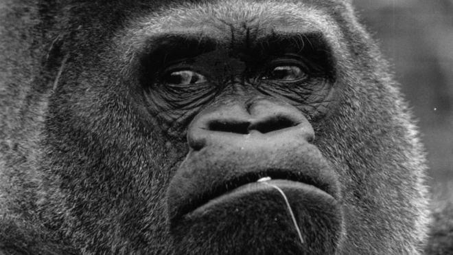 Guy the Gorilla How Guy the gorilla became the star of London Zoo BBC News