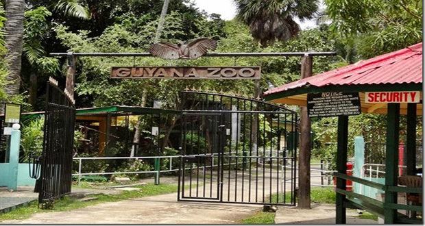 Guyana Zoo Guyana39s zoo to benefit from 30M rehabilitation Guyana Chronicle
