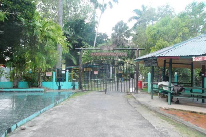 Guyana Zoo Guyana Zoo to be upgraded soon Kaieteur News