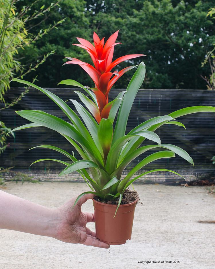 Guzmania lingulata with red flowers in a brown pot while holding by a human