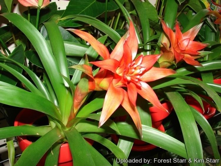 Three Guzmania lingulata with two red flowers in a red pot