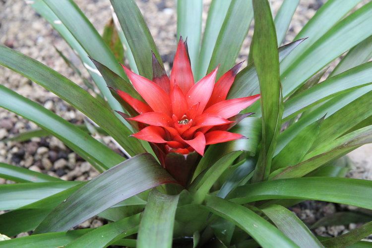 Guzmania lingulata with a red flower growing on a rocky soil