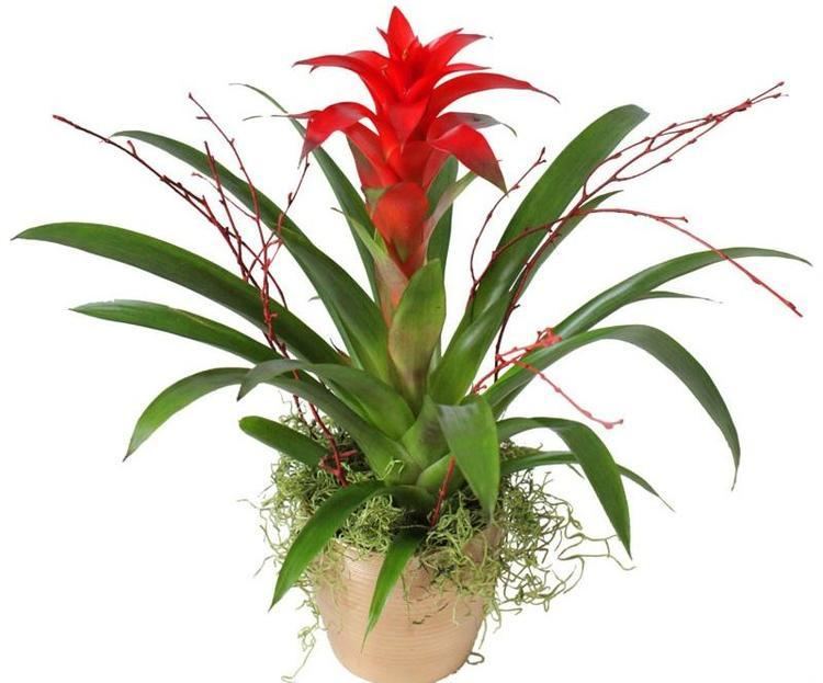 Guzmania lingulata with a red flowers in a beige pot
