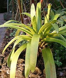 Guzmania rubrolutea httpsuploadwikimediaorgwikipediacommonsthu