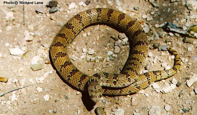 Gyalopion canum Chihuahuan Hooknosed Snake Gyalopion canum Reptiles of Arizona