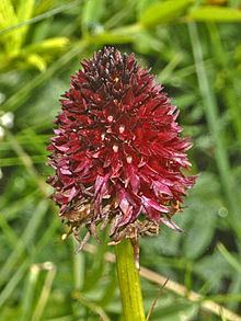 Gymnadenia × chanousiana httpsuploadwikimediaorgwikipediacommonsthu