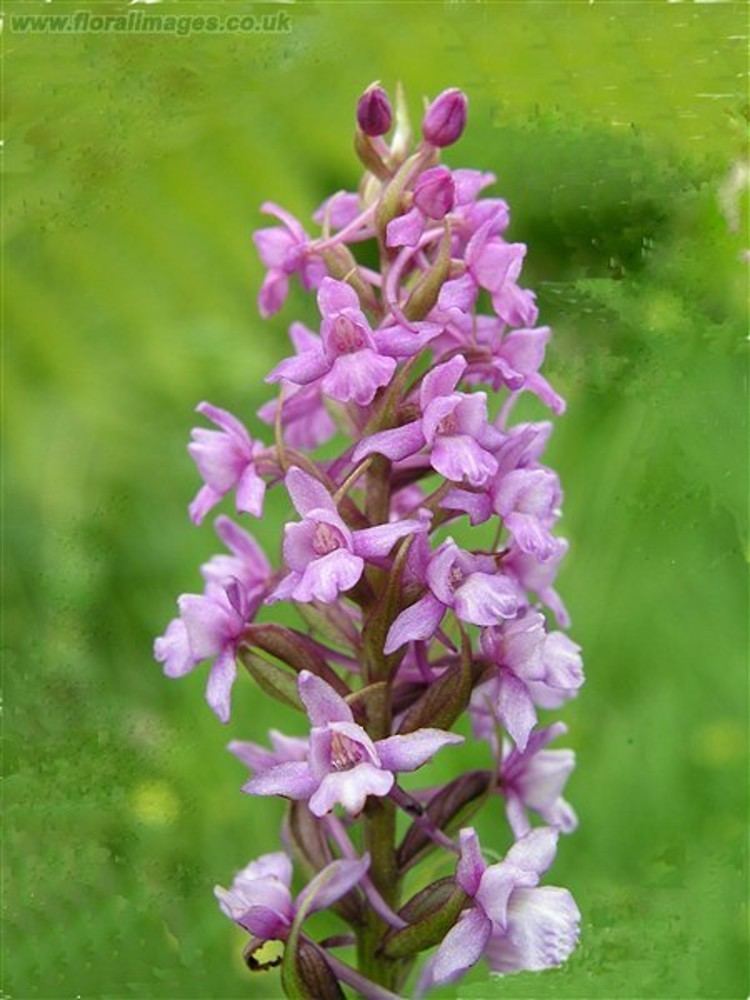 Gymnadenia Gymnadenia conopsea fragrant orchid Go Botany