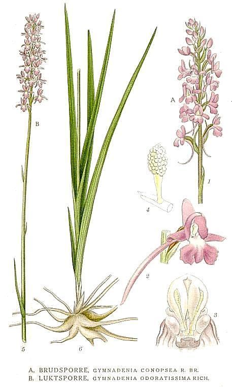 Gymnadenia conopsea Gymnadenia conopsea Fragrant orchid Orchis conopsea