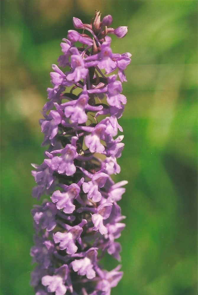 Gymnadenia Genus Gymnadenia fragrant orchid Go Botany