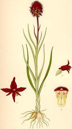Gymnadenia nigra httpsuploadwikimediaorgwikipediacommonsthu