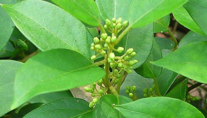 Gymnema sylvestre Gymnema Sylvestre Uses and Benefits as a Medicinal Herb