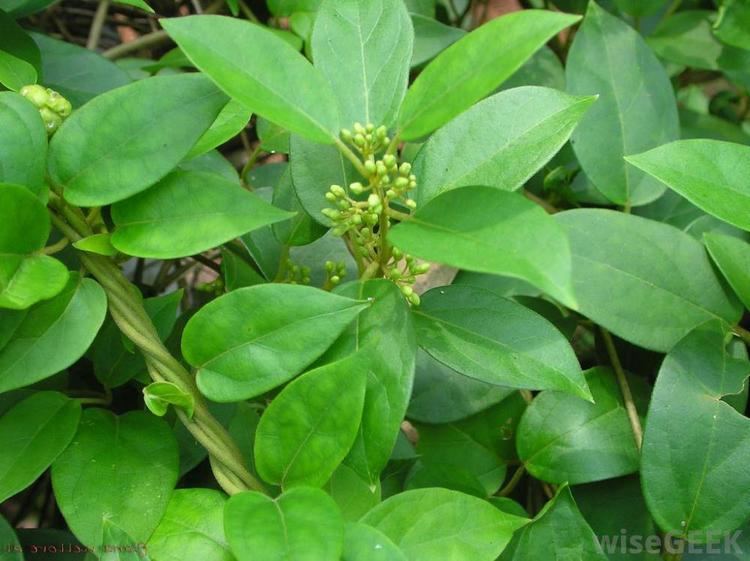 Gymnema sylvestre What is Gymnema Sylvestre with pictures