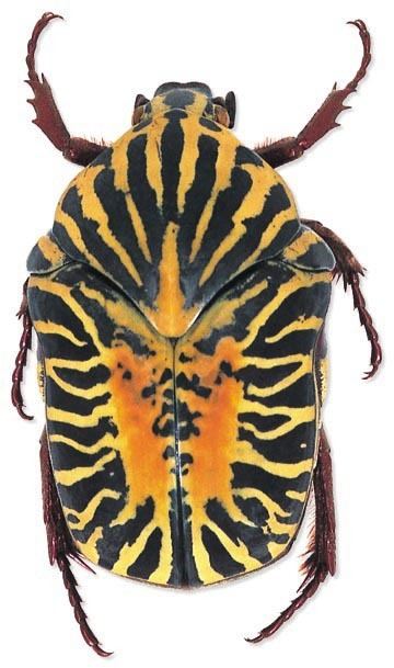 Gymnetis Stellata is a Mexican species, in a white background has small antenna on its head with six legs and a black and yellow printed carapace.