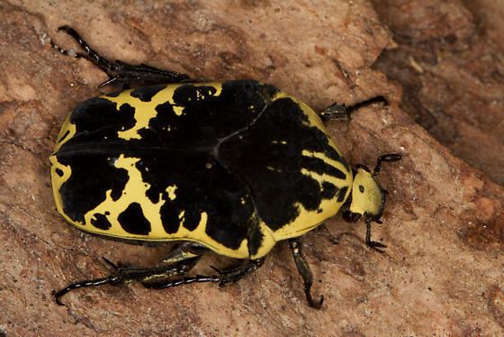 Gymnetis is the harlequin flower beetle, is a species of scarab beetle, in a wood has antenna on its head with six legs and a black and yellow printed carapace.