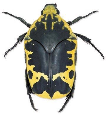 Euchroea is a genus of beetles of the family Scarabaeidae and subfamily Cetoniinae, in a white background has small antenna on its head with six legs and a black with yellow printed carapace.