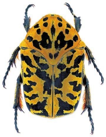 Gymnetis pantherina a beetle, in a white background has small antenna on its head under its body with six legs and a yellow with black printed carapace.