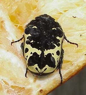 Gymnetis is the harlequin flower beetle, is a species of scarab beetle, on a bread has antenna on its head with six legs and a black with yellow printed carapace.