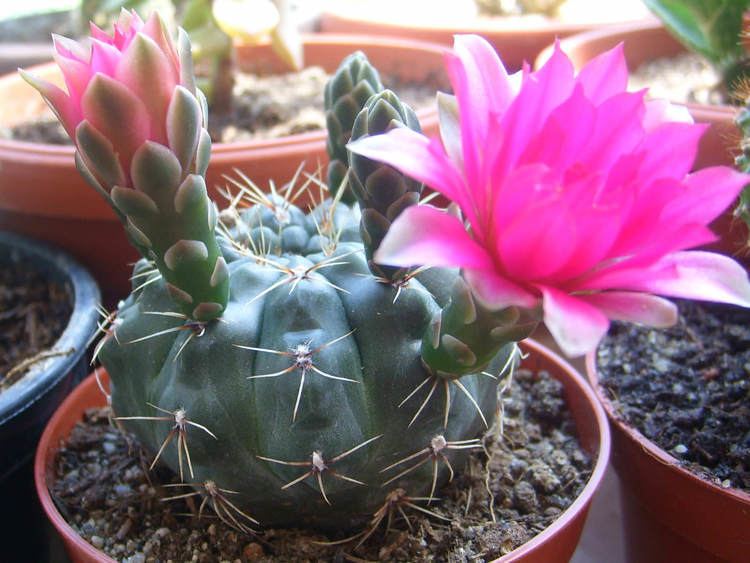 Gymnocalycium baldianum Gymnocalycium baldianum Dwarf Chin Cactus World of Succulents